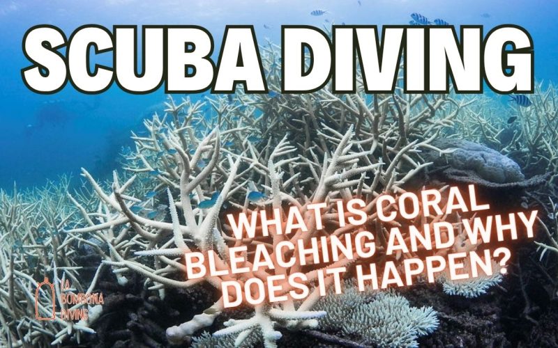 What Is Coral Bleaching And Why Does It Happen?