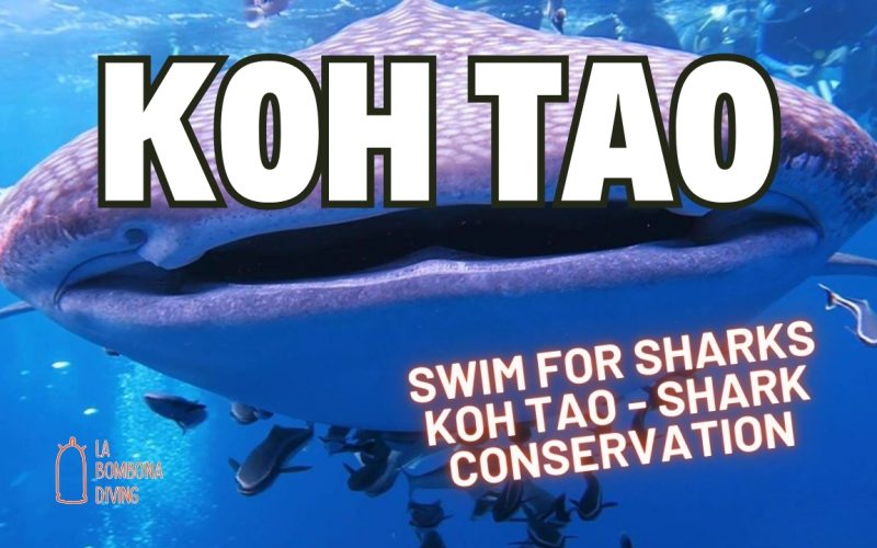 Swim For Sharks Koh Tao - Shark Conservation