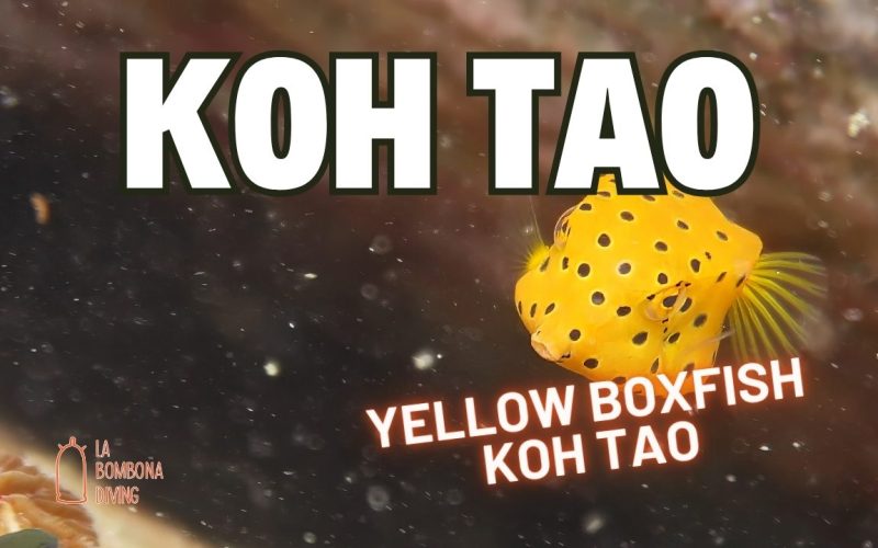 Pez boj amarillo Koh Tao