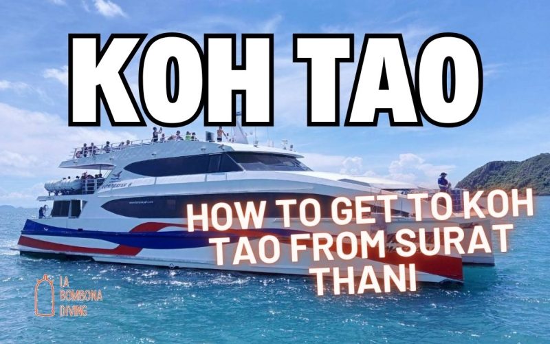 How To Get To Koh Tao From Surat Thani