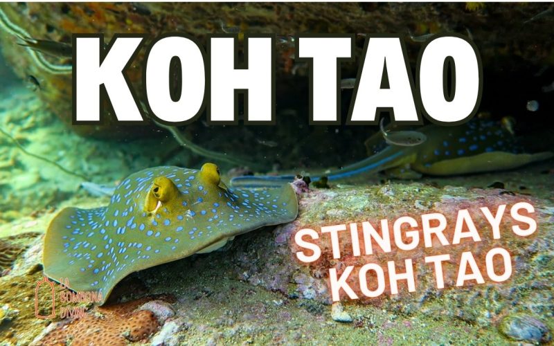 Stingrays Koh Tao